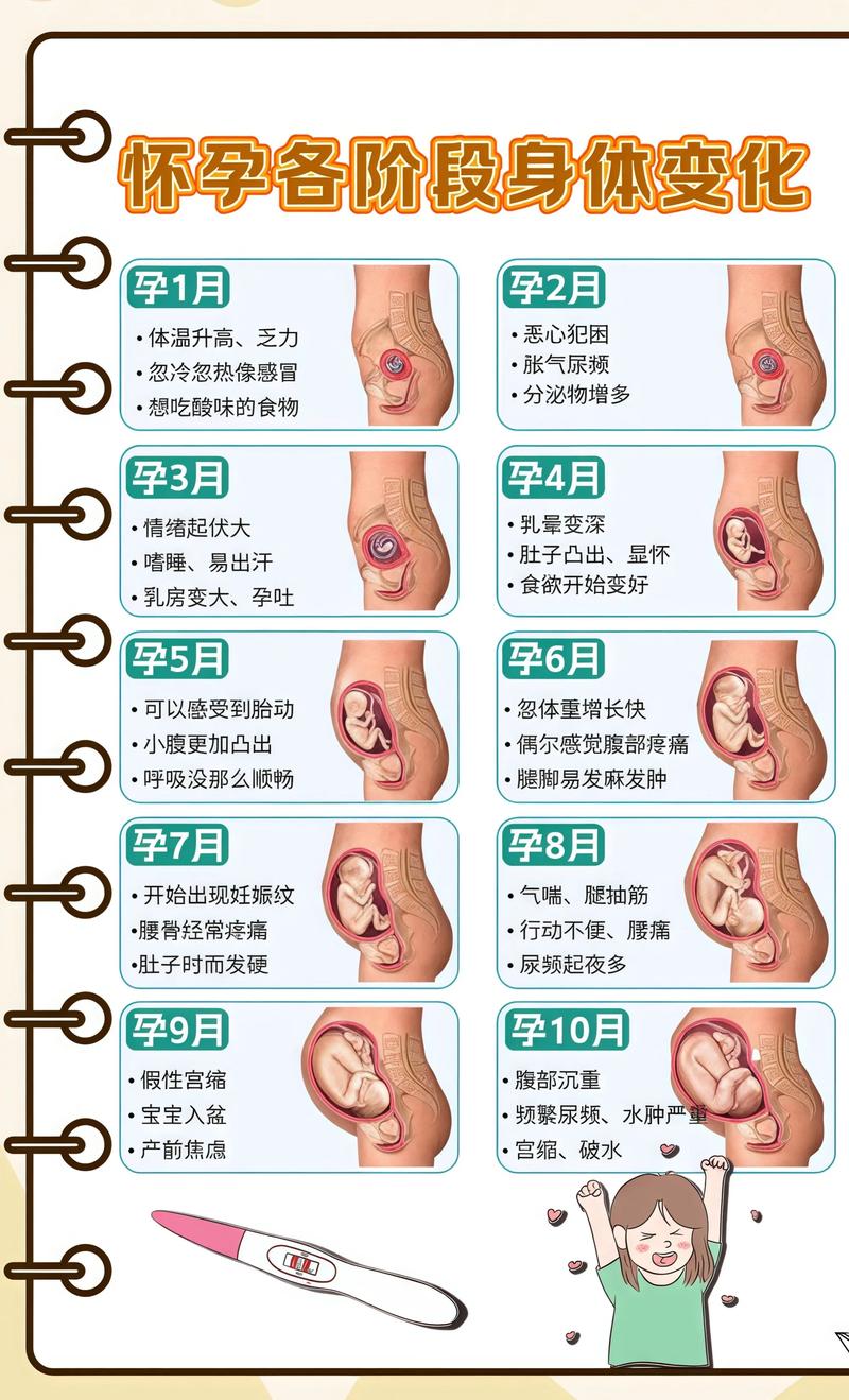 揭秘供卵代孕妈妈怀孕小腹分两节，孕期变化的奥秘南开代生机构: